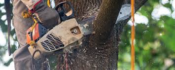 Professional  Tree Services in Tidmore Bend, AL